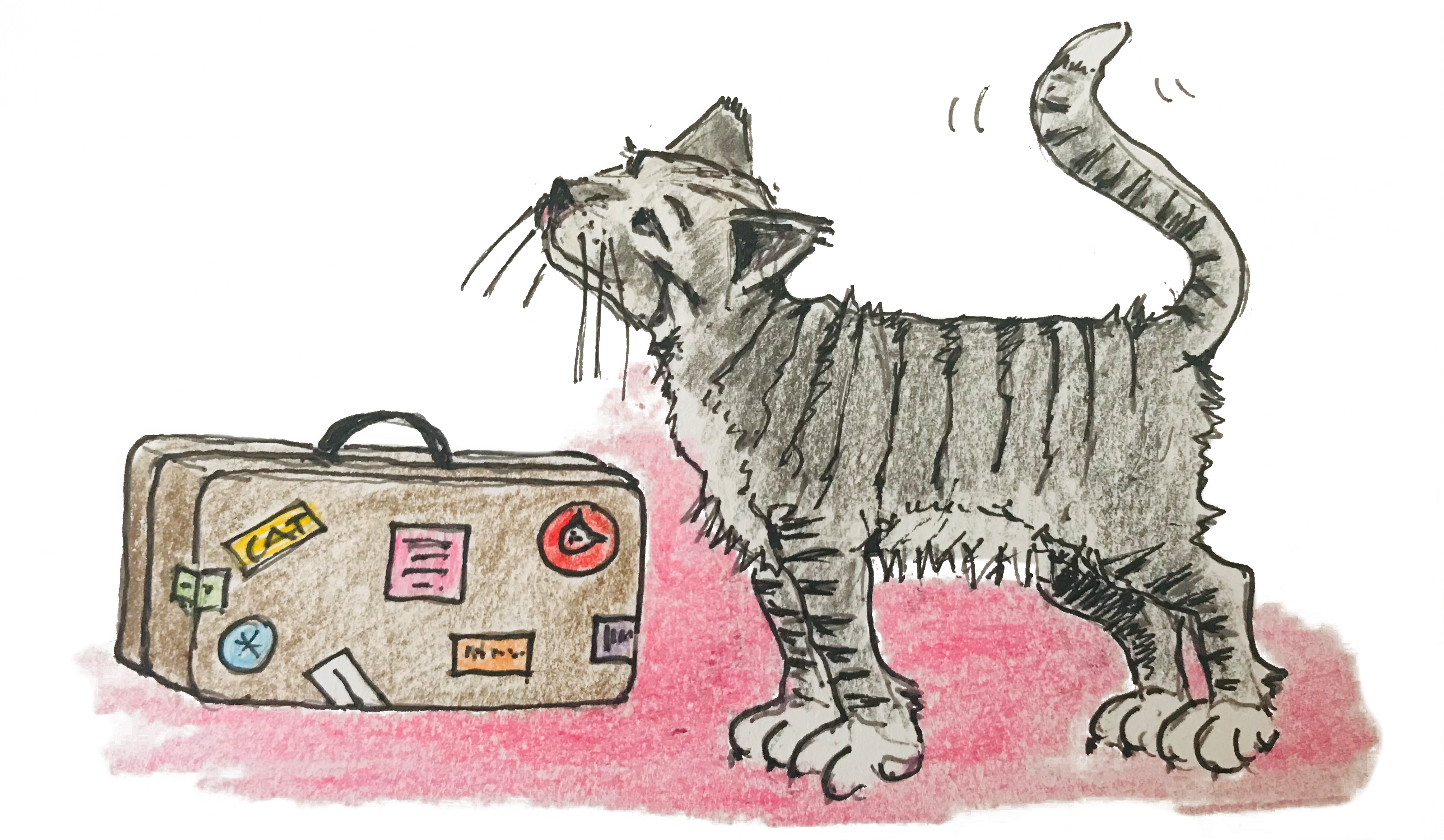 Katze Koffer